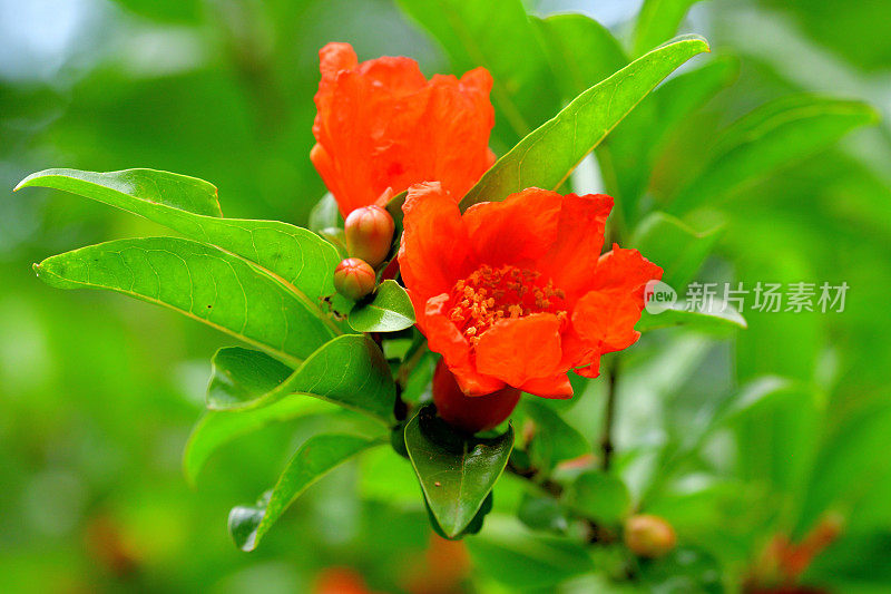 石榴/石榴皮花